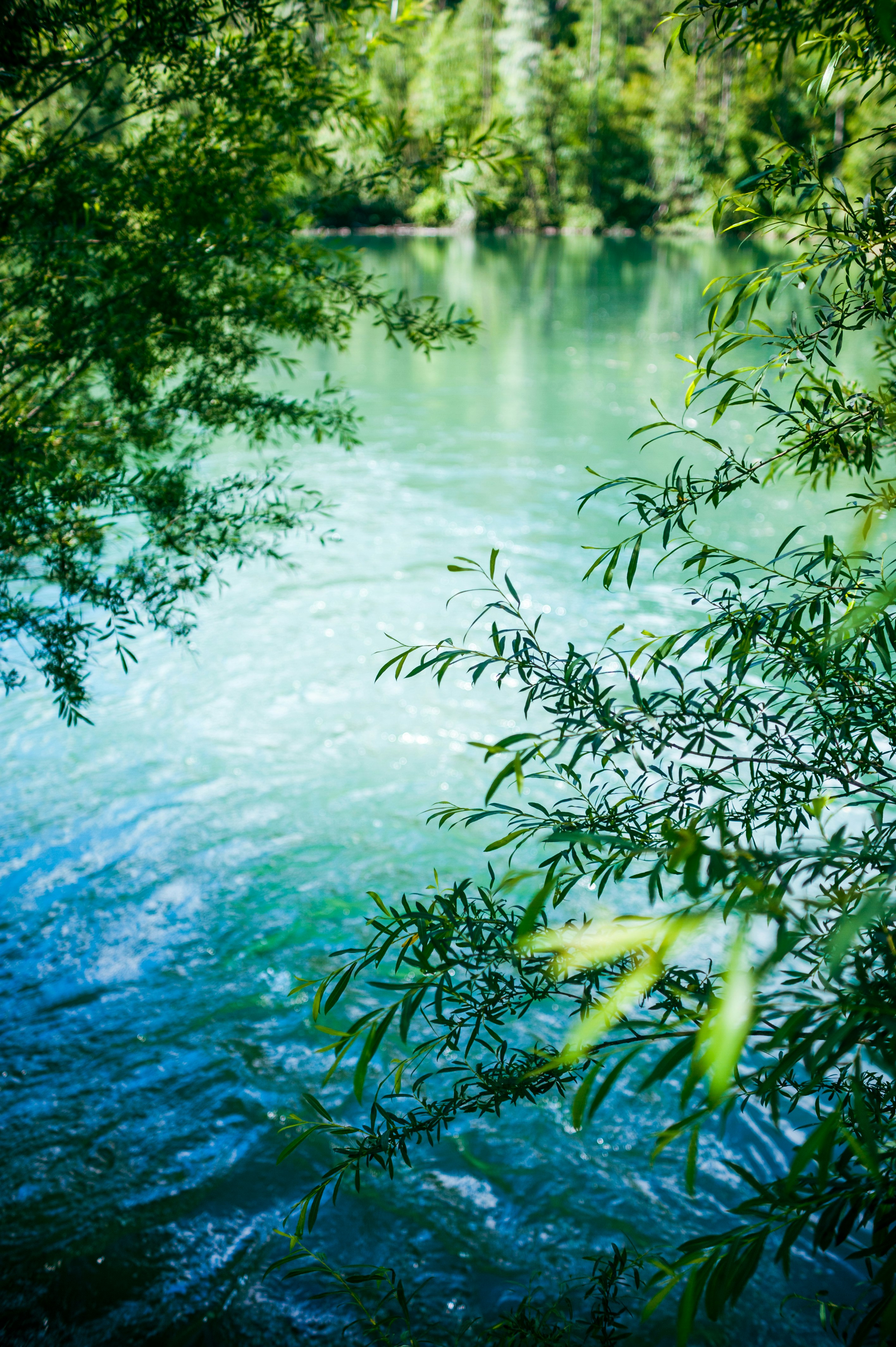 green trees beside body of water during daytime